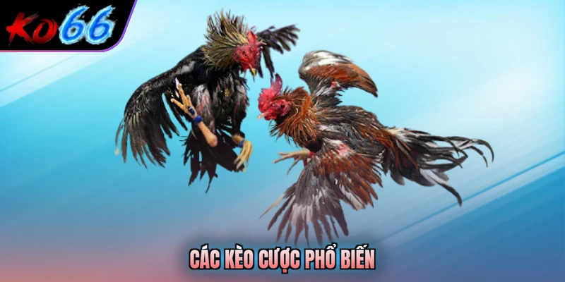 Các kèo cược phổ biến