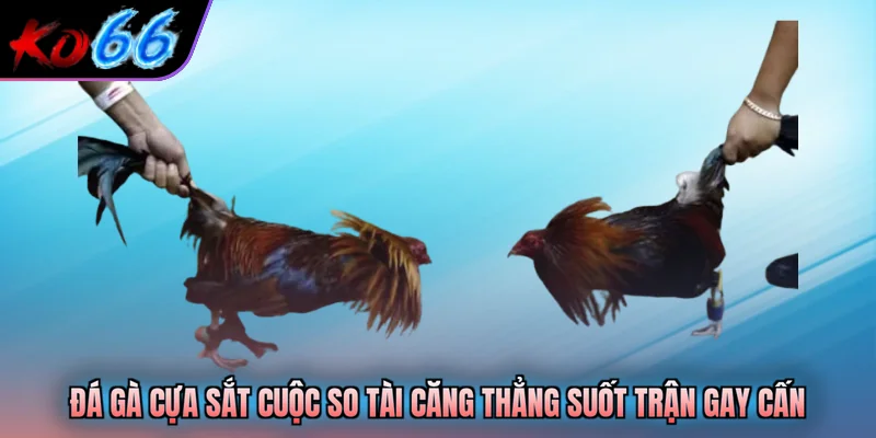 Đá gà cựa sắt